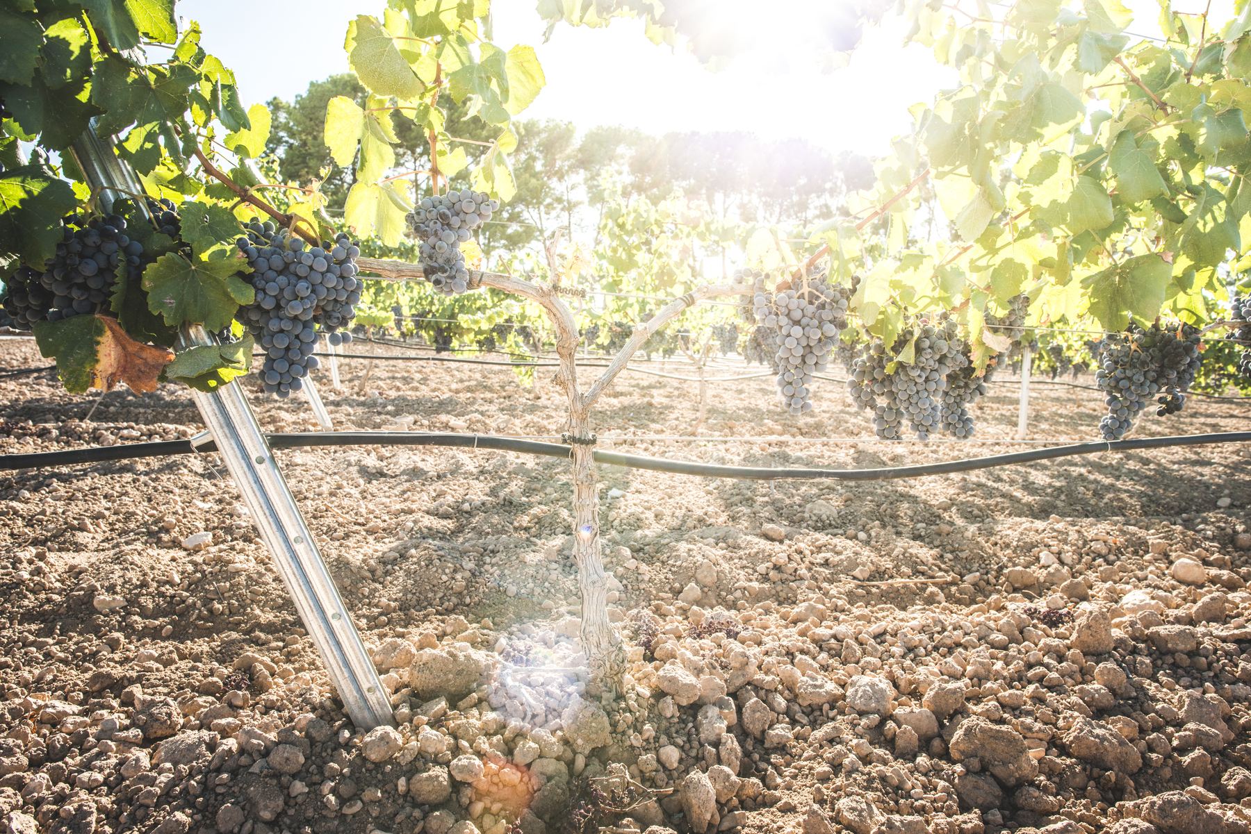 Goutte-à-goutte dans une vigne valaisanne